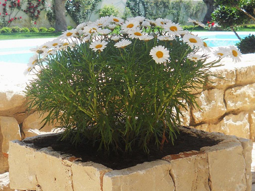 Il Giardino Dei Carrubi Villa Donnalucata  Bagian luar foto